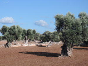 Ulivi centenari in piana salute nella zona di Ostuni