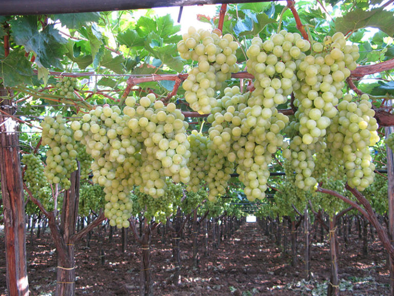 a Pozzovivo si produce uva da tavola